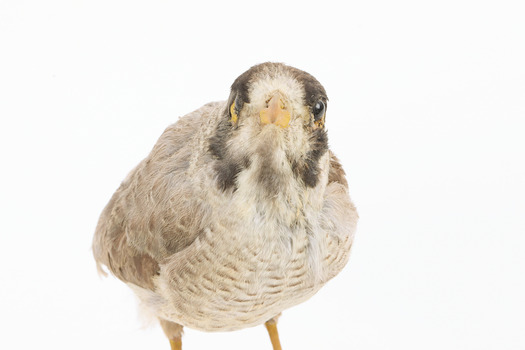 Close-up Noisy Miner / Garrulous Honeyeater standing on wooden perch facing forward