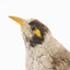 Close-up Noisy Miner / Garrulous Honeyeater standing on wooden perch facing left