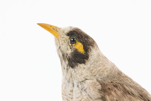 Close-up Noisy Miner / Garrulous Honeyeater standing on wooden perch facing left