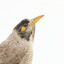 Noisy Miner / Garrulous Honeyeater standing on wooden perch facing right