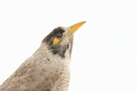 Noisy Miner / Garrulous Honeyeater standing on wooden perch facing right