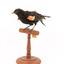 Red-winged Blackbird / Red-winged Starling standing on a wooden mount facing forward