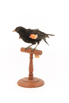Red-winged Blackbird / Red-winged Starling standing on a wooden mount facing forward