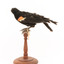 Red-winged Blackbird / Red-winged Starling standing on a wooden mount facing left