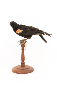 Red-winged Blackbird / Red-winged Starling standing on a wooden mount facing left