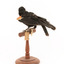 Red-winged Blackbird / Red-winged Starling standing on a wooden mount facing back 