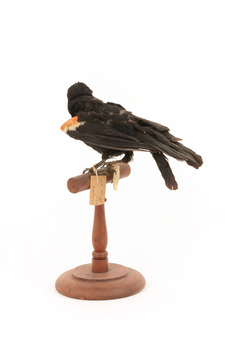 Red-winged Blackbird / Red-winged Starling standing on a wooden mount facing back 