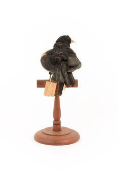 Red-winged Blackbird / Red-winged Starling standing on a wooden mount facing back