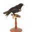 Red-winged Blackbird / Red-winged Starling standing on a wooden mount facing back 
