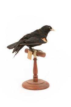 Red-winged Blackbird / Red-winged Starling standing on a wooden mount facing back 