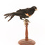 Red-winged Blackbird / Red-winged Starling standing on a wooden mount facing right