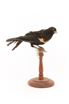 Red-winged Blackbird / Red-winged Starling standing on a wooden mount facing right