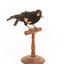 Red-winged Blackbird / Red-winged Starling standing on a wooden mount facing forward
