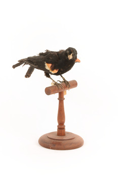 Red-winged Blackbird / Red-winged Starling standing on a wooden mount facing forward