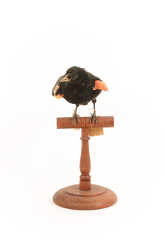 Red-winged Blackbird / Red-winged Starling standing on a wooden mount facing forward