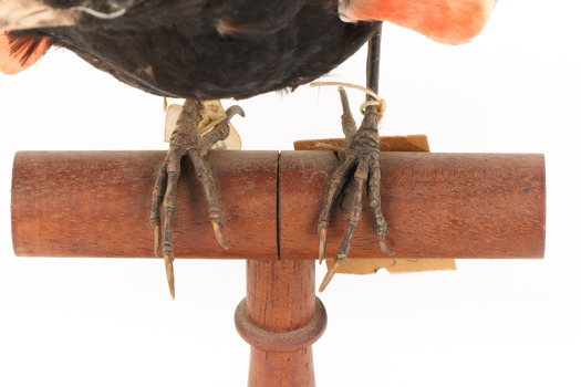 Red-winged Blackbird / Red-winged Starling standing on a wooden mount facing forward, close-up of feet