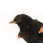 Close-up of Red-winged Blackbird / Red-winged Starling standing on a wooden mount facing left
