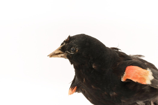 Close-up of Red-winged Blackbird / Red-winged Starling standing on a wooden mount facing left