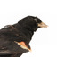 Close-up Red-winged Blackbird / Red-winged Starling standing on a wooden mount facing right