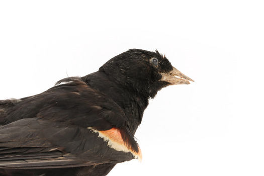 Close-up Red-winged Blackbird / Red-winged Starling standing on a wooden mount facing right