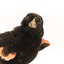 Close-up Red-winged Blackbird / Red-winged Starling standing on a wooden mount facing forward