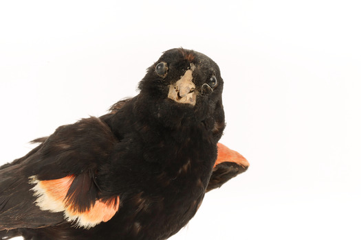Close-up Red-winged Blackbird / Red-winged Starling standing on a wooden mount facing forward