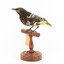 (Warty faced) honey-eater on a wooden perch facing forward