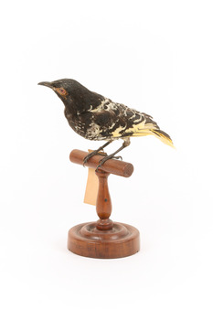 (Warty faced) honey-eater on a wooden perch facing forward