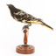 (Warty faced) honey-eater on a wooden perch facing forward left