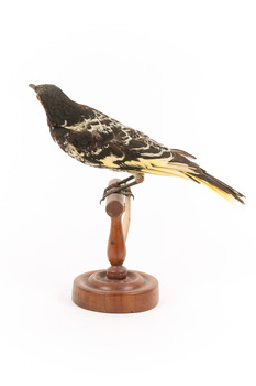 (Warty faced) honey-eater on a wooden perch facing forward left