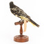 (Warty faced) honey-eater on a wooden perch facing back 