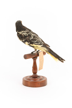 (Warty faced) honey-eater on a wooden perch facing back 