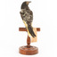 (Warty faced) honey-eater on a wooden perch facing back