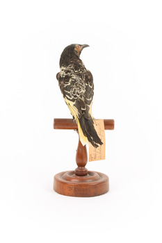 (Warty faced) honey-eater on a wooden perch facing back