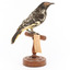 (Warty faced) honey-eater on a wooden perch facing back-right 