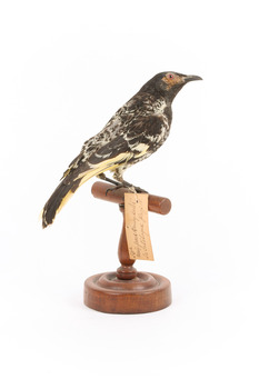 (Warty faced) honey-eater on a wooden perch facing back-right 