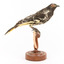 (Warty faced) honey-eater on a wooden perch facing forward
