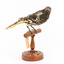 (Warty faced) honey-eater on a wooden perch facing forward