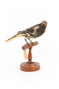 (Warty faced) honey-eater on a wooden perch facing forward