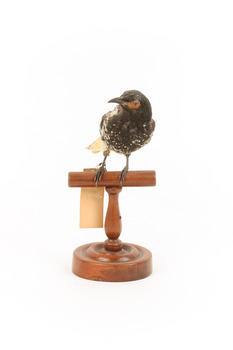 (Warty faced) honey-eater on a wooden perch facing forward