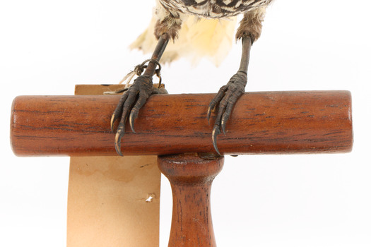 (Warty faced) honey-eater on a wooden perch facing forward close-up of feet 