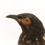 close-up of (Warty faced) honey-eater on a wooden perch facing left
