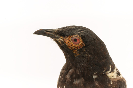 close-up of (Warty faced) honey-eater on a wooden perch facing left