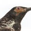 close-up of (Warty faced) honey-eater on a wooden perch facing right 