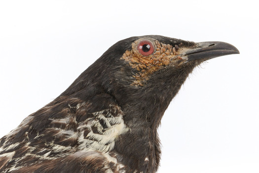 close-up of (Warty faced) honey-eater on a wooden perch facing right 