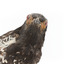 close-up of (Warty faced) honey-eater on a wooden perch facing forward