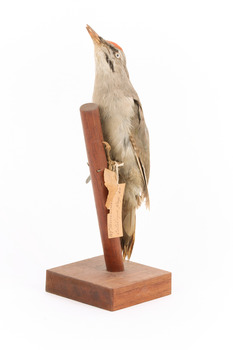 Grey-headed Woodpecker attached to a sloping vertical wooden mount presenting front-left