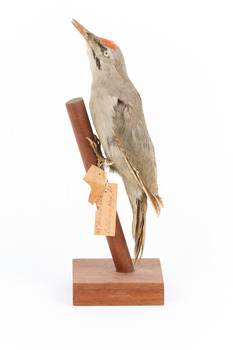 Grey-headed Woodpecker attached to a sloping vertical wooden mount presenting left