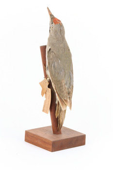 Grey-headed Woodpecker attached to a sloping vertical wooden mount presenting back-left