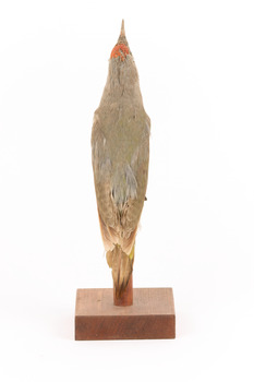 Grey-headed Woodpecker attached to a sloping vertical wooden mount presenting back